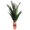 KPB/0100 Palm tree preserved Green Kit height 100 cm
