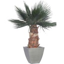 KWA/0140 Palme stabilisiert Grün Kit Washingtonia Höhe 140 cm