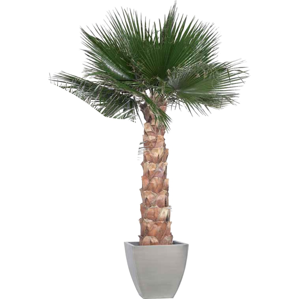 KWA/0240 Palm Washingtonia Preserved Tree – Green Kit, 240 cm Height | Indoor Decorative Tree