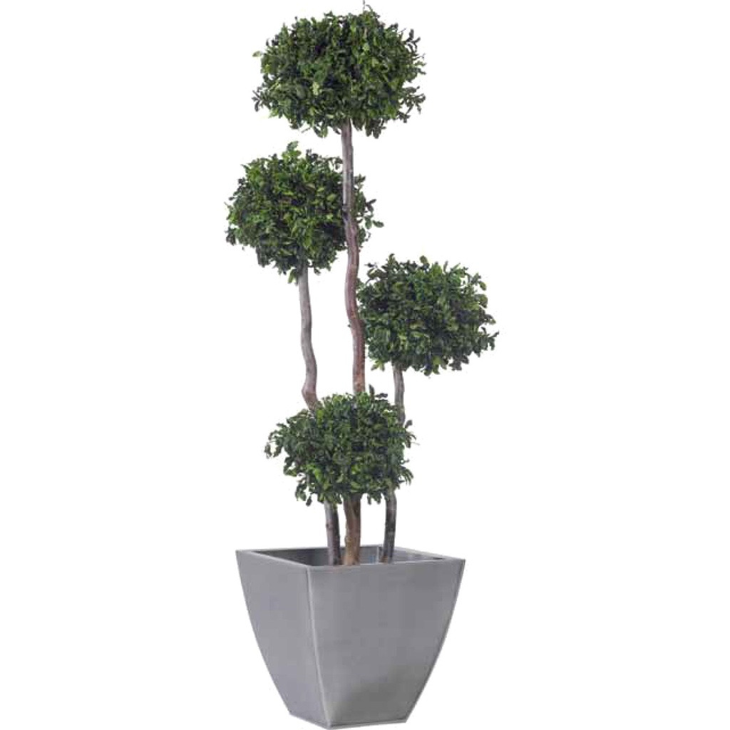 ABP/0118 Topiary-Baum stabilisiert Grün Pitosporum Höhe 180 cm