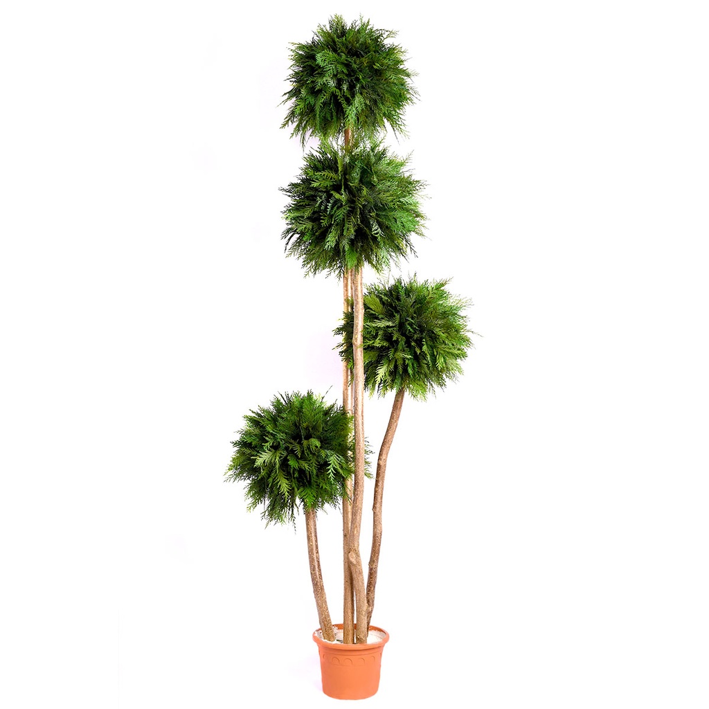 ABT/0118 Topiary-Baum stabilisiert Grün Thuja Höhe 180 cm