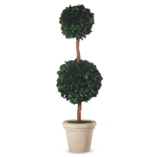 BHD/0114 Topiary tree preserved Green Hedera (Ivy) two spheres 30 et 45 cm height 140 cm