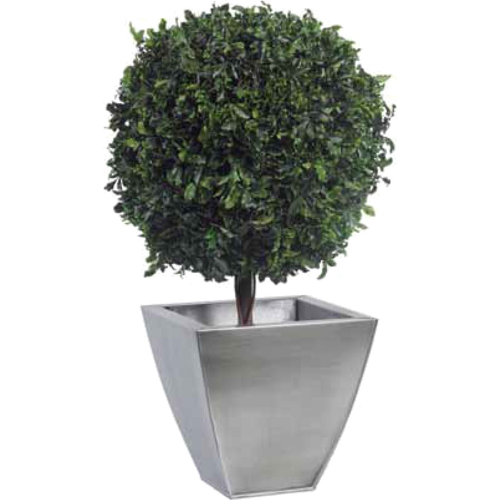 BPI/0105 Topiary Pittosporum Preserved Tree – Green, diam 45 cm| Indoor Decorative Tree 