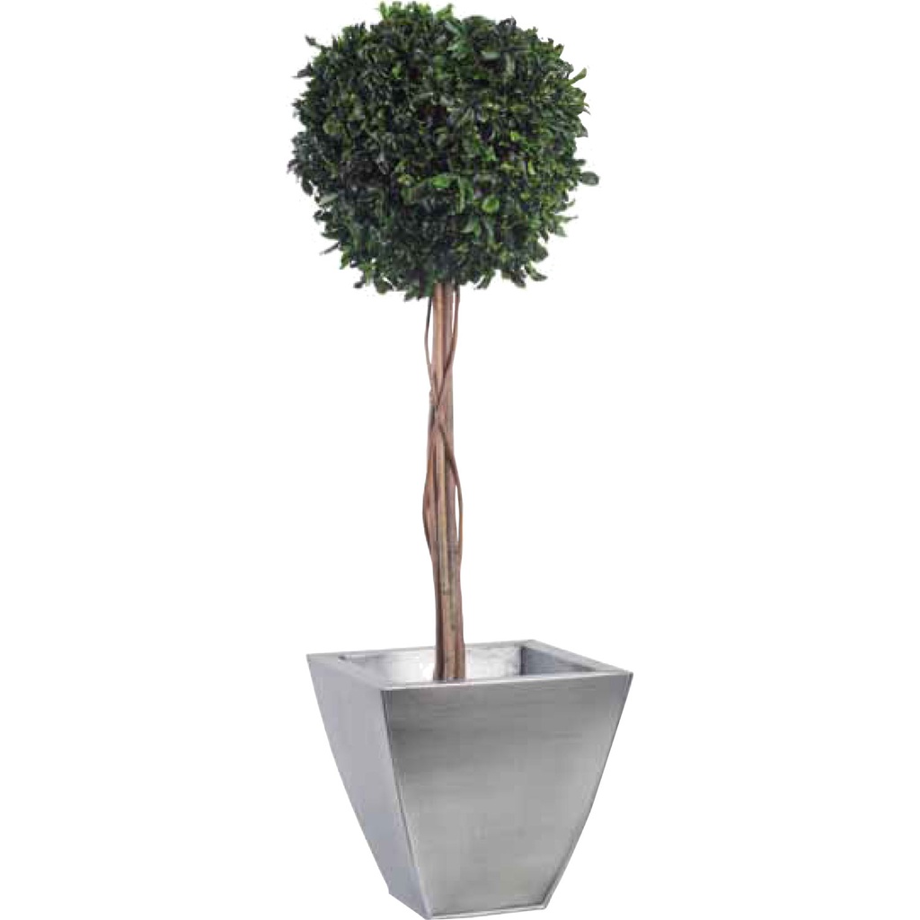 BPI/0110 Arbre Topiaire stabilisé Vert Pittosporum diam 30 cm hauteur 100 cm