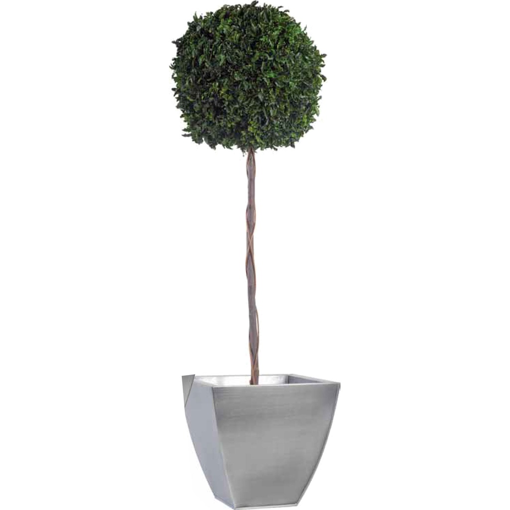 BPI/0114 Topiary-Baum stabilisiert Grün Pittosporum diam 45 cm Höhe 140 cm