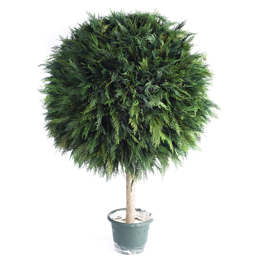 BTH/0105 Topiary-Baum stabilisiert Grün Thuya diam 45 cm