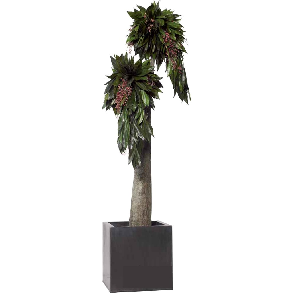 JCO/0119 Jumbo Bonsaï Coculus Arbre Stabilisé Imperio – Vert, 190 cm Hauteur | Arbre Décoratif d’Intérieur