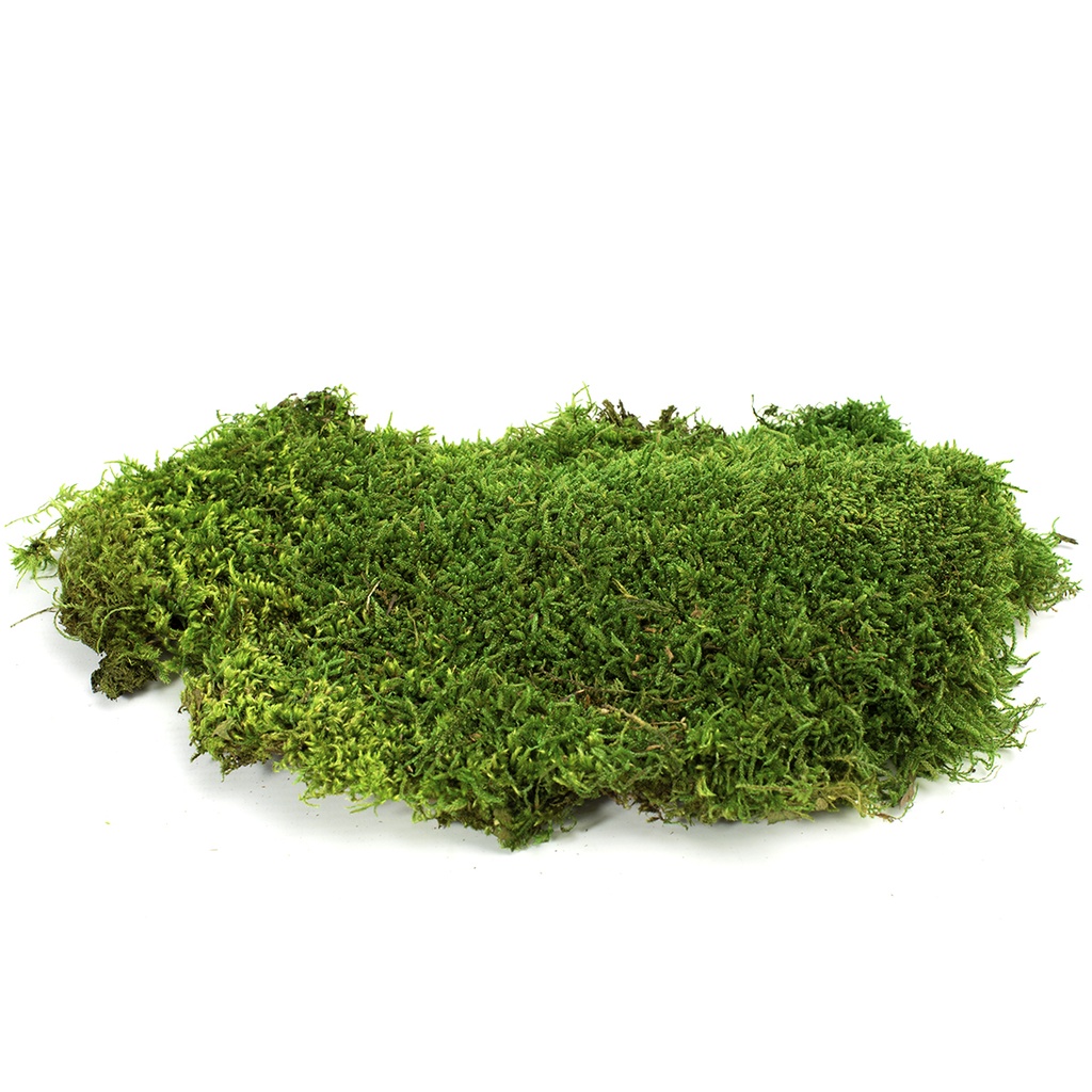 MOU/2250 Preserved Flat Forest Moss - Bulk Box 2,5 kg - Green