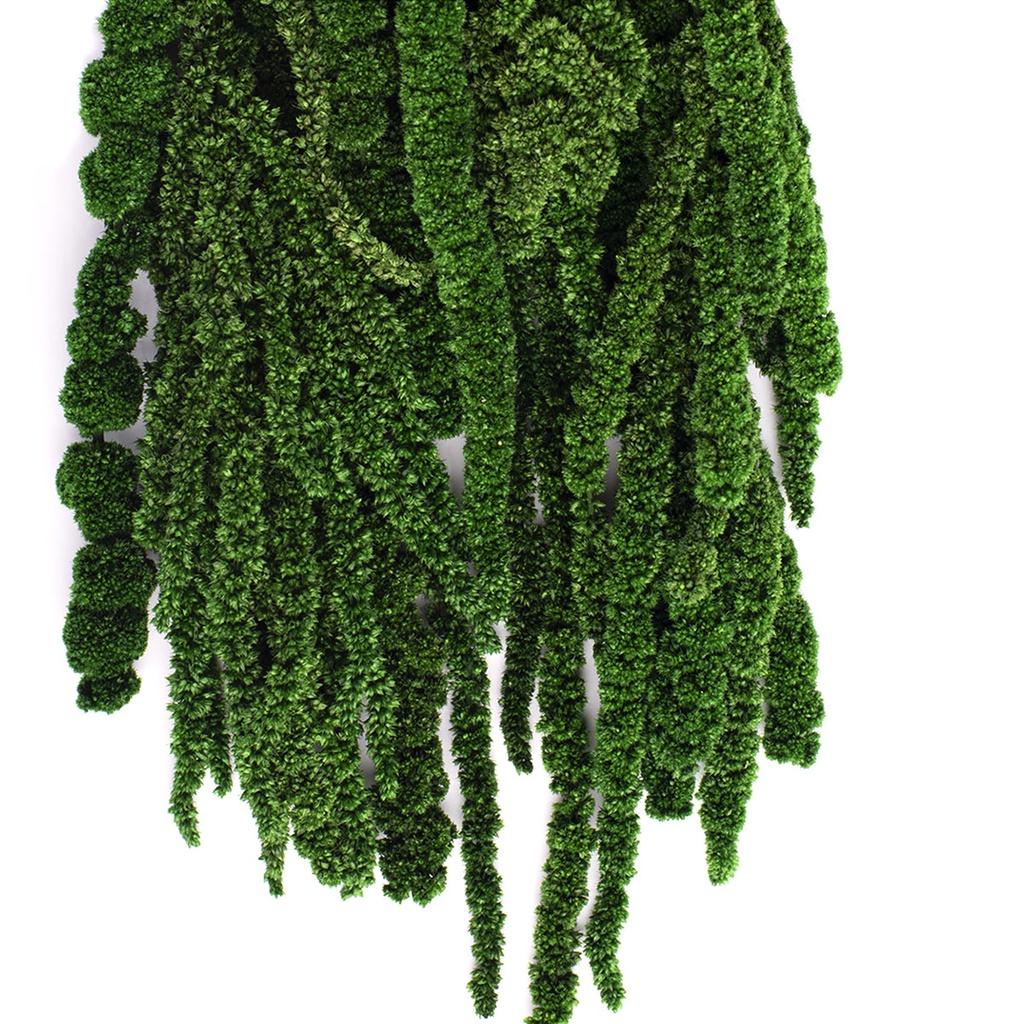 AMA/4104 Amaranth stabilisiert Grün 40-70 cm