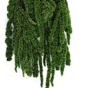 AMA/4104 Amaranth stabilisiert Grün 40-70 cm