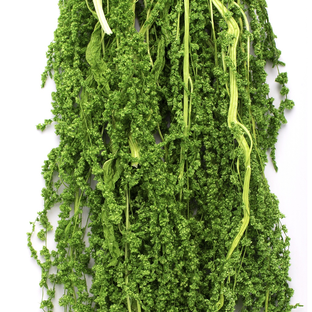 AMA/4124 Amaranth stabilisiert Zitrone Grün 40-70 cm