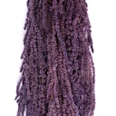 AMA/4824 Amaranthus Preserved Purple 40-70 cm