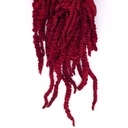 AMA/4834 Amaranth stabilisiert Burgund 40-70 cm