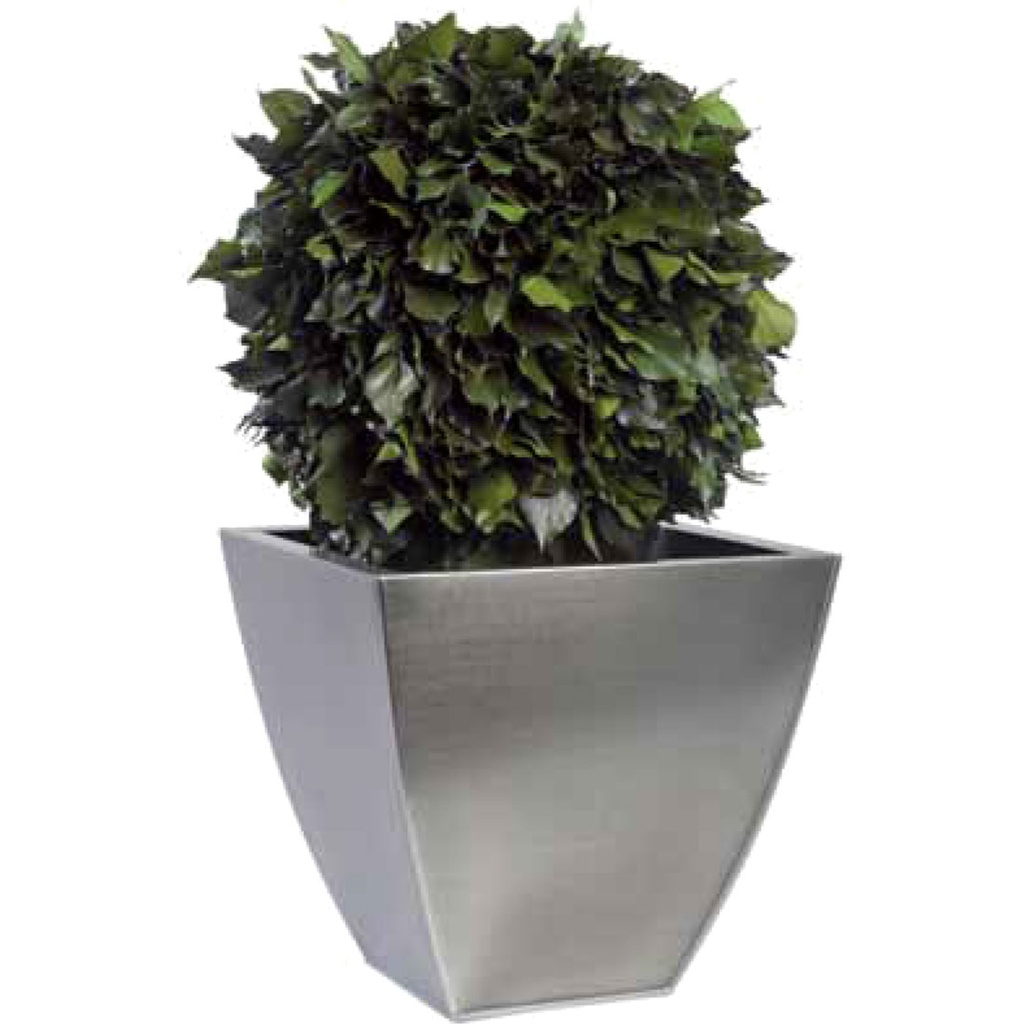 BHE/0105 Topiary tree preserved Green Hedera (Ivy) diam 45 cm