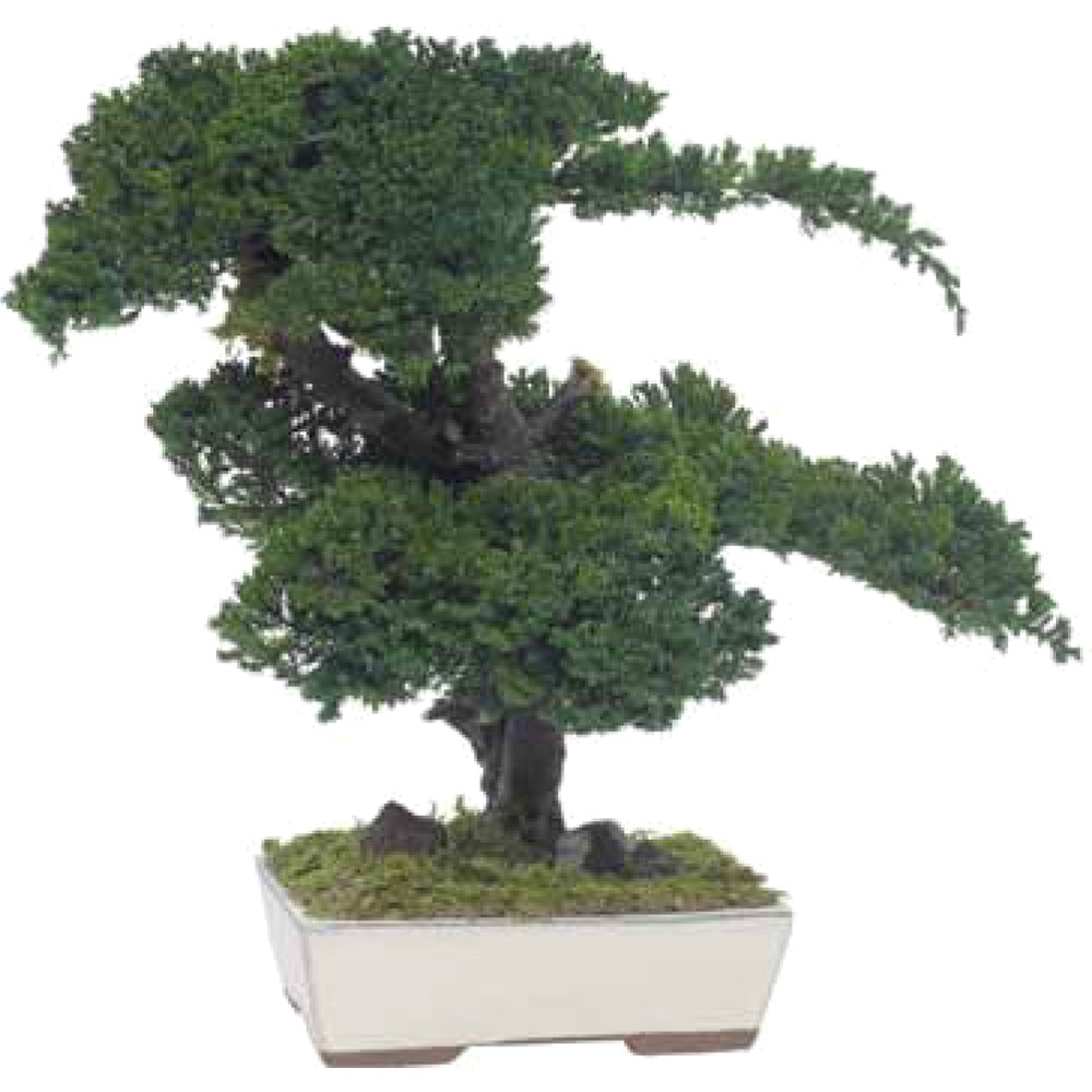 BJU50 Bonsai Juniperus Preserved Tree – Green, 50 cm Height | Indoor Decorative Tree