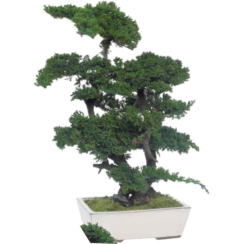 BJU70 Bonsai Juniperus Preserved Tree – Green, 70 cm Height | Indoor Decorative Tree