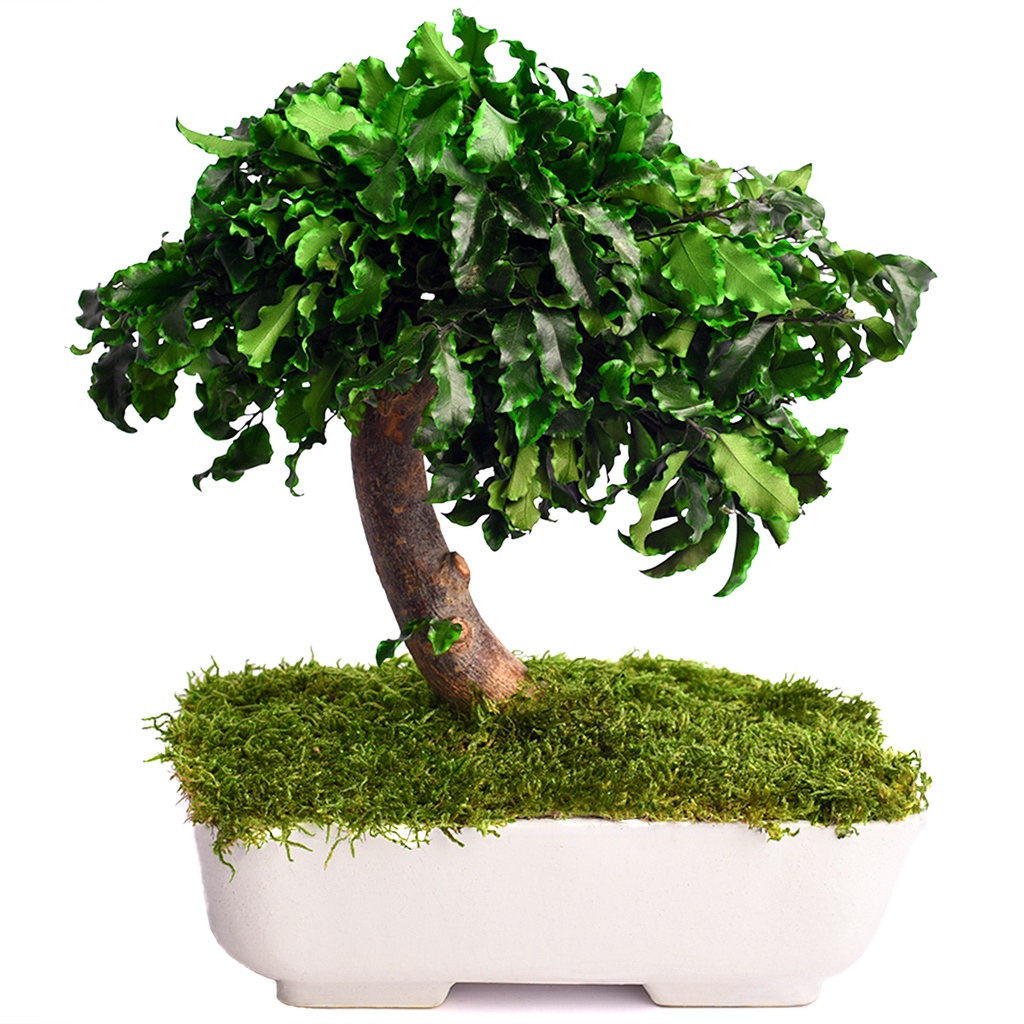 BPI25 BonsaI-Baum stabilisiert Grün Pittosporum 25 cm