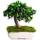 BPI25 Bonsai Pittosporum Preserved Tree – Green, 25 cm Height | Indoor Decorative Tree