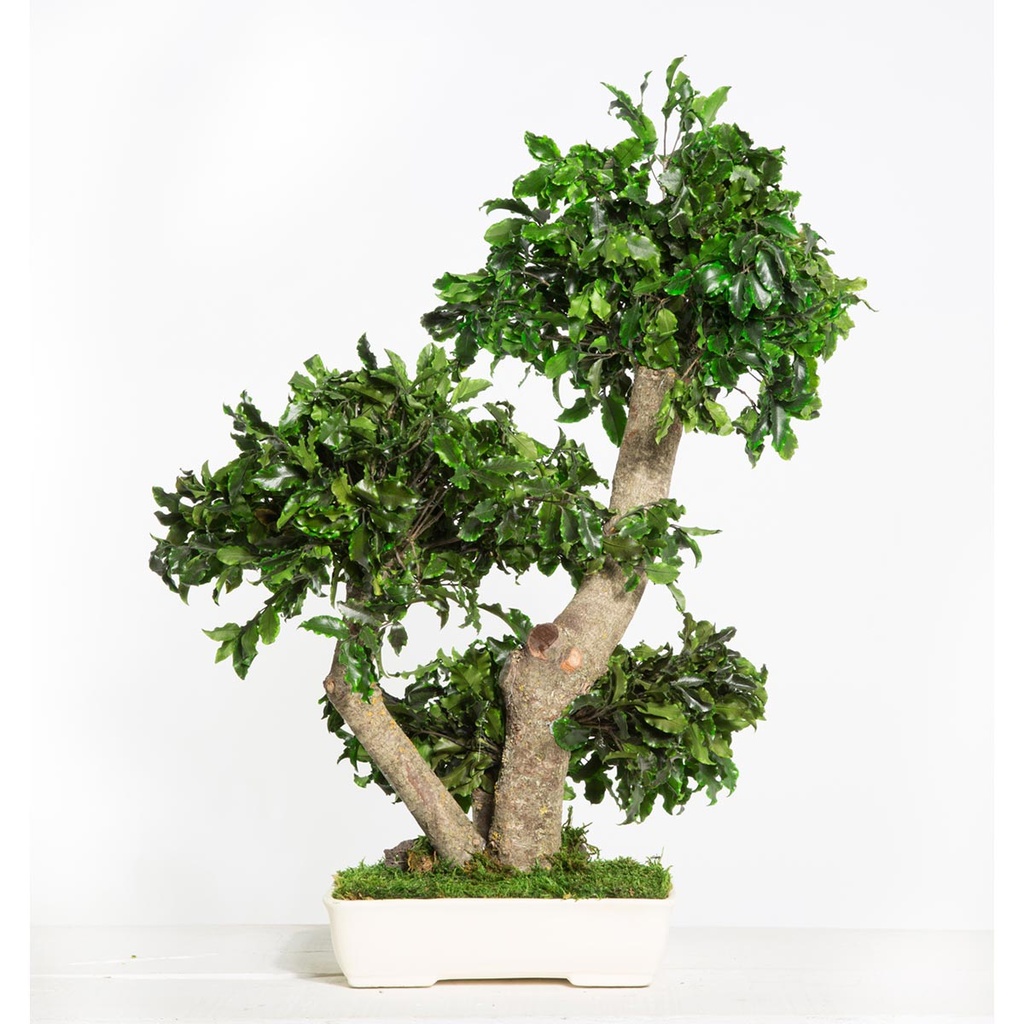 BPI50 BonsaI-Baum stabilisiert Grün Pittosporum 50 cm