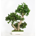 BPI50 BonsaI-Baum stabilisiert Grün Pittosporum 50 cm