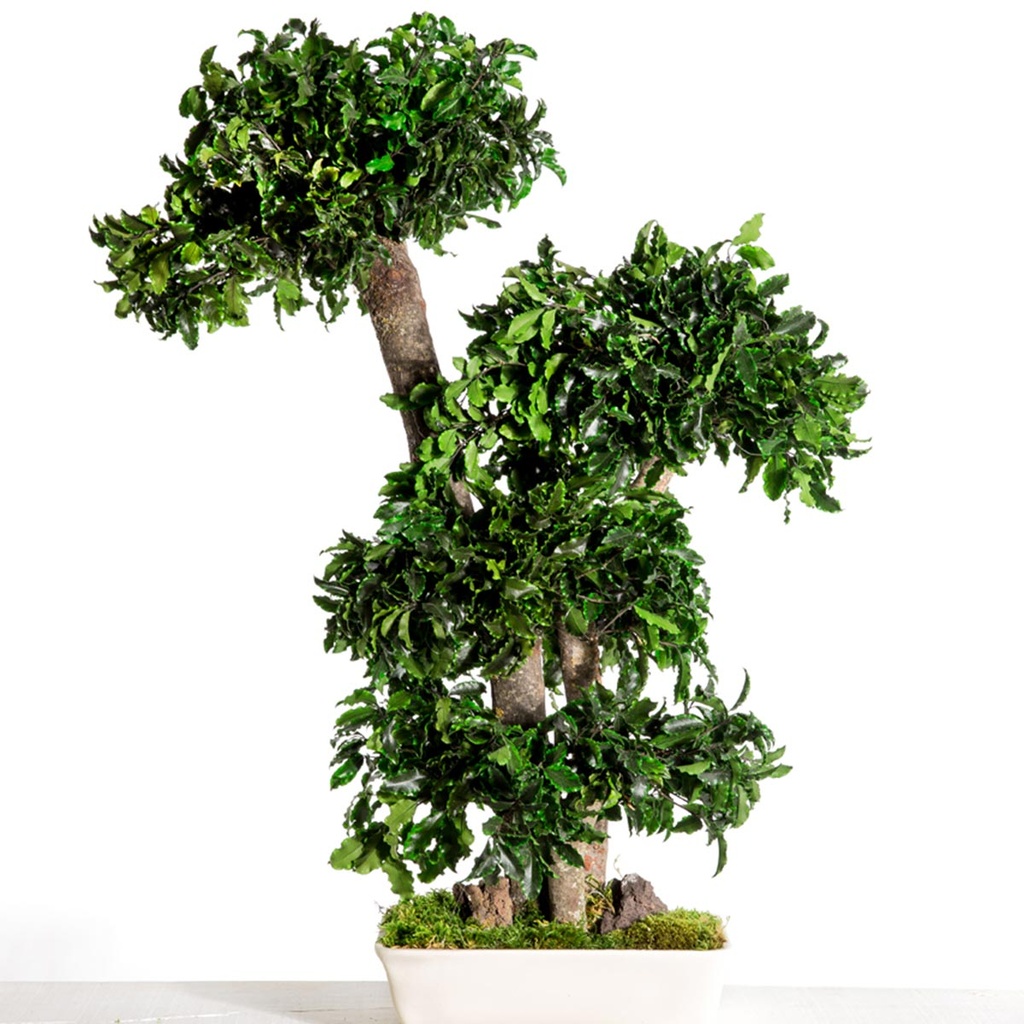 BPI70 BonsaI-Baum stabilisiert Grün Pittosporum 70 cm