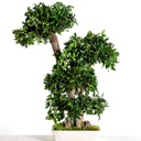 BPI70 BonsaI albero stabilizzato Verde Pittosporo 70 cm