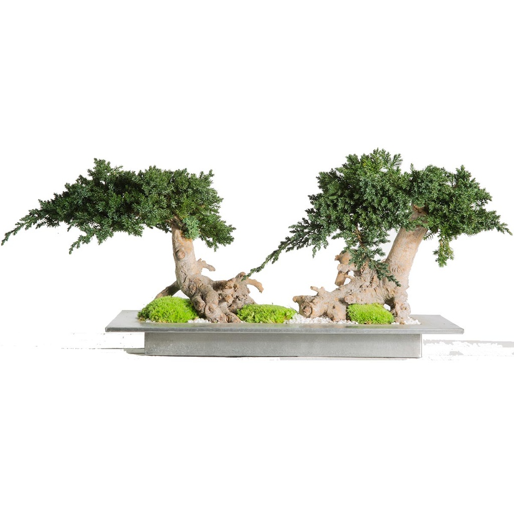 BVJ/D25 BonsaI-Baum stabilisiert Grün Double Juniperus