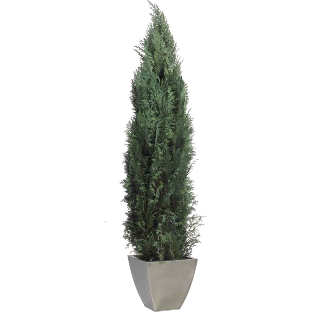 COL/0116 Thuja Columnaris conifer Preserved Tree – Green, 1,6-1,8 m Height | Indoor Decorative Tree