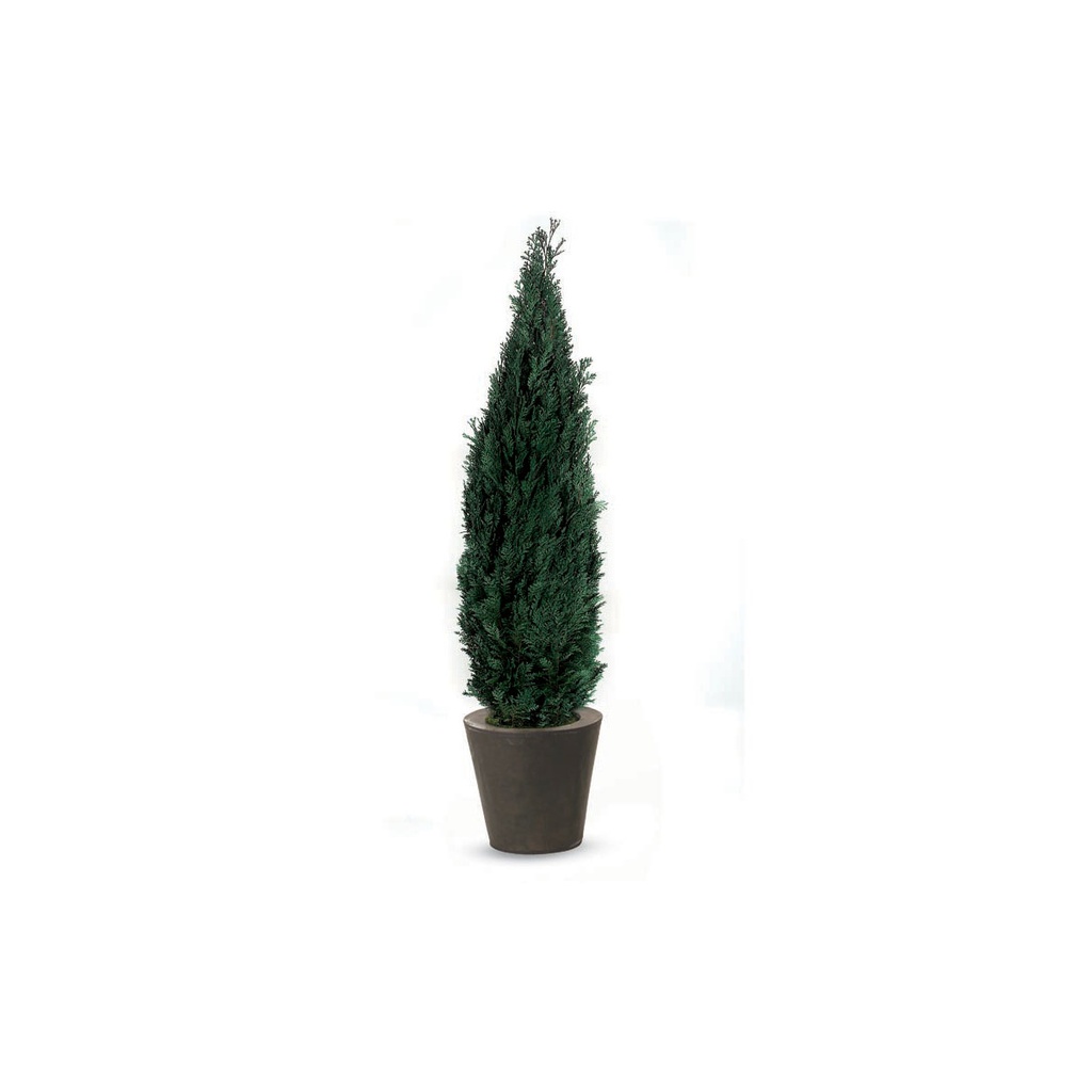 COL/0118 Albero di Thuja stabilizzato Verde Columna conifera altezza 1,8-2,0 m
