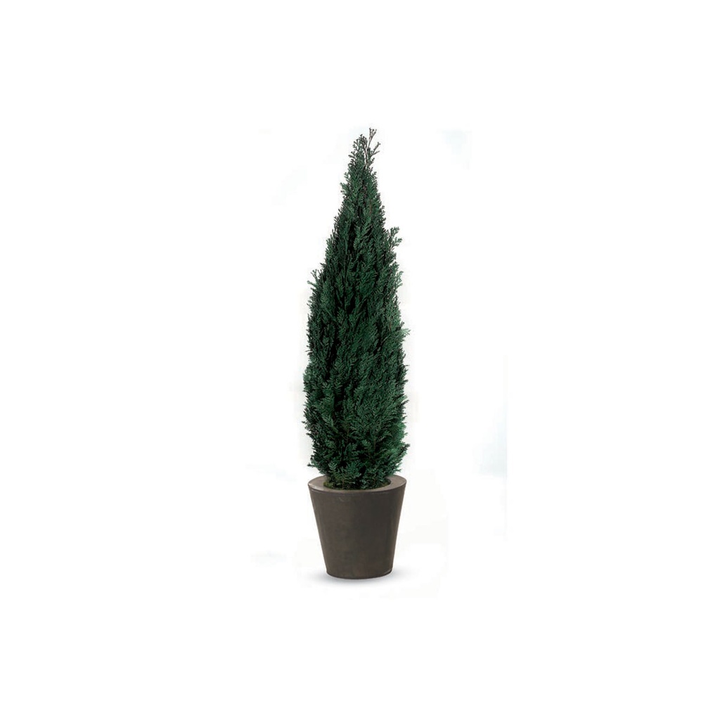 COL/0120 Arbre Thuya stabilisé Vert Columnaris conifer hauteur 2,0-2,2 m