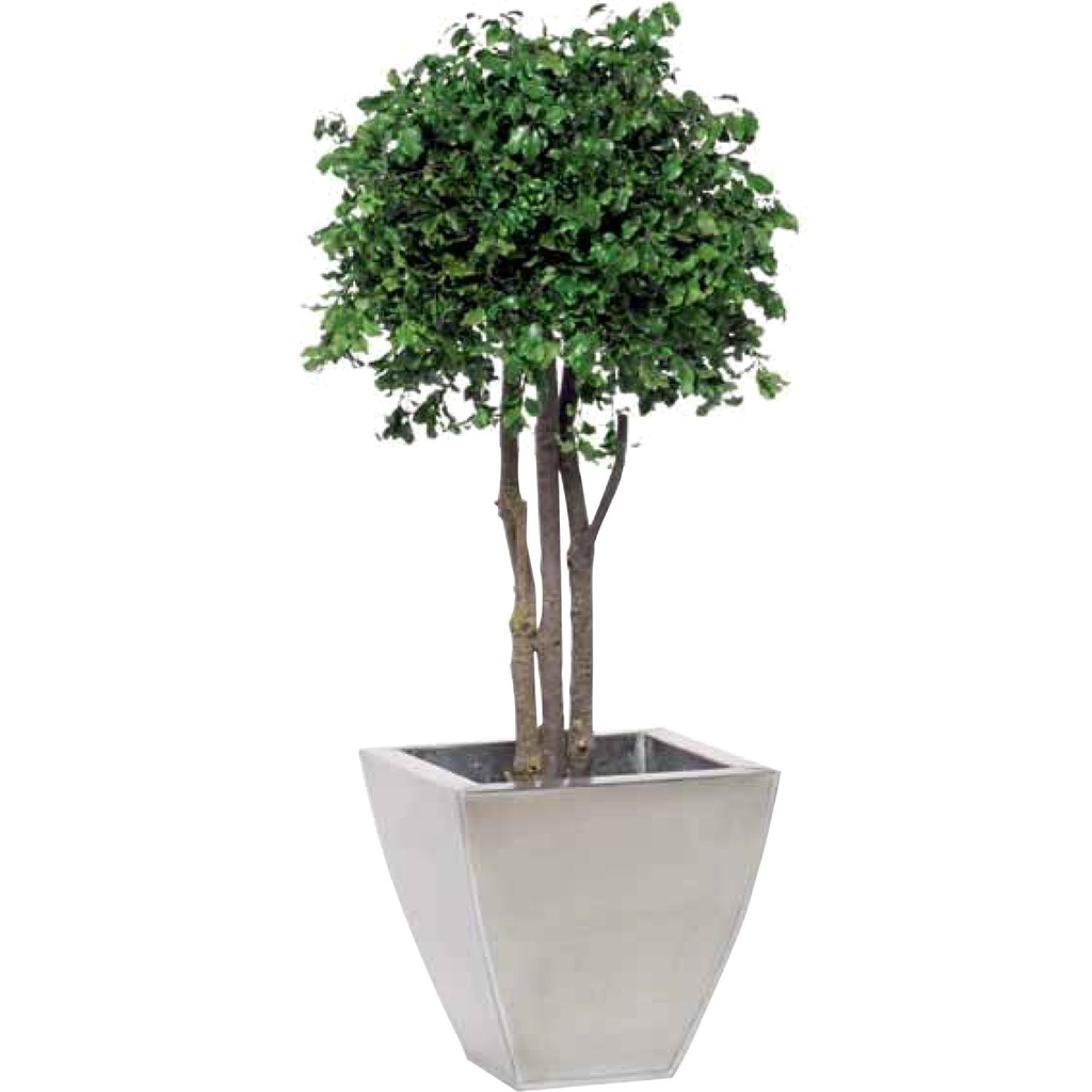CPI/0110 Albero a Fungo  stabilizzato Verde Pittosporo altezza 100 cm