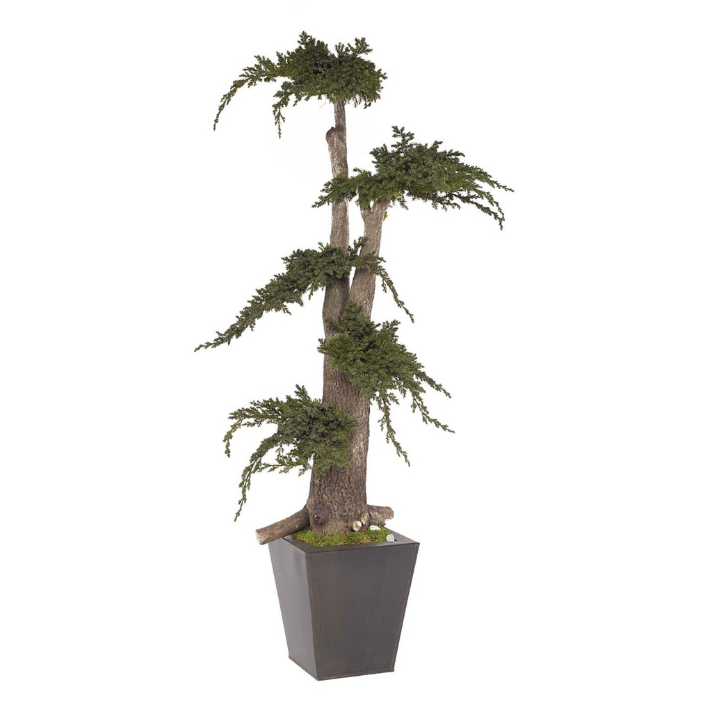 JJU/0110 Jumbo Bonsaï Arbre Stabilisé Fukuoka – Vert, 100 cm Hauteur | Arbre Décoratif d’Intérieur