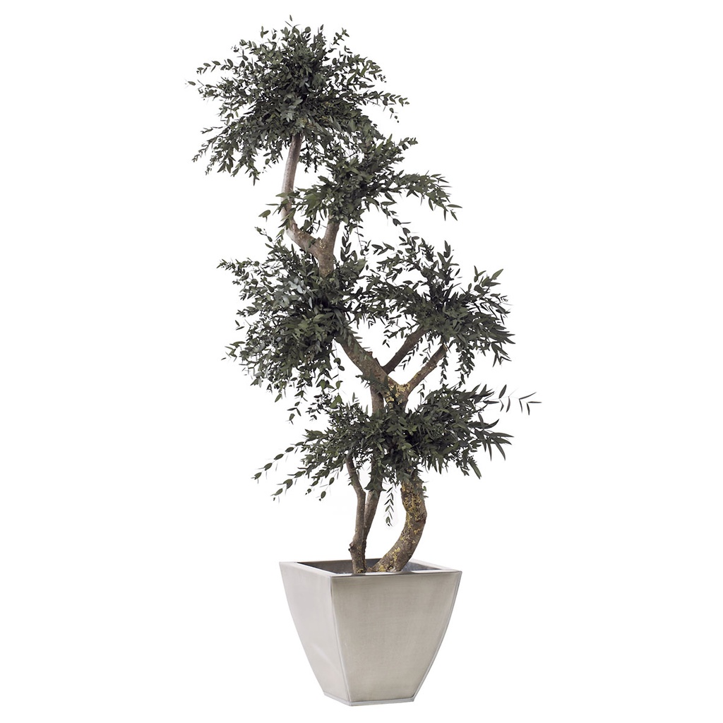 MPA/0115 Bonsaï stabilisé Vert 5 sphere (20 cm) Parvifolia Topiary 1