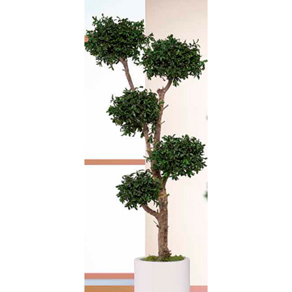 MPI/0115 BonsaI albero stabilizzato Verde 5 sfere (20 cm) Parvifolia Topiary 1,5 m