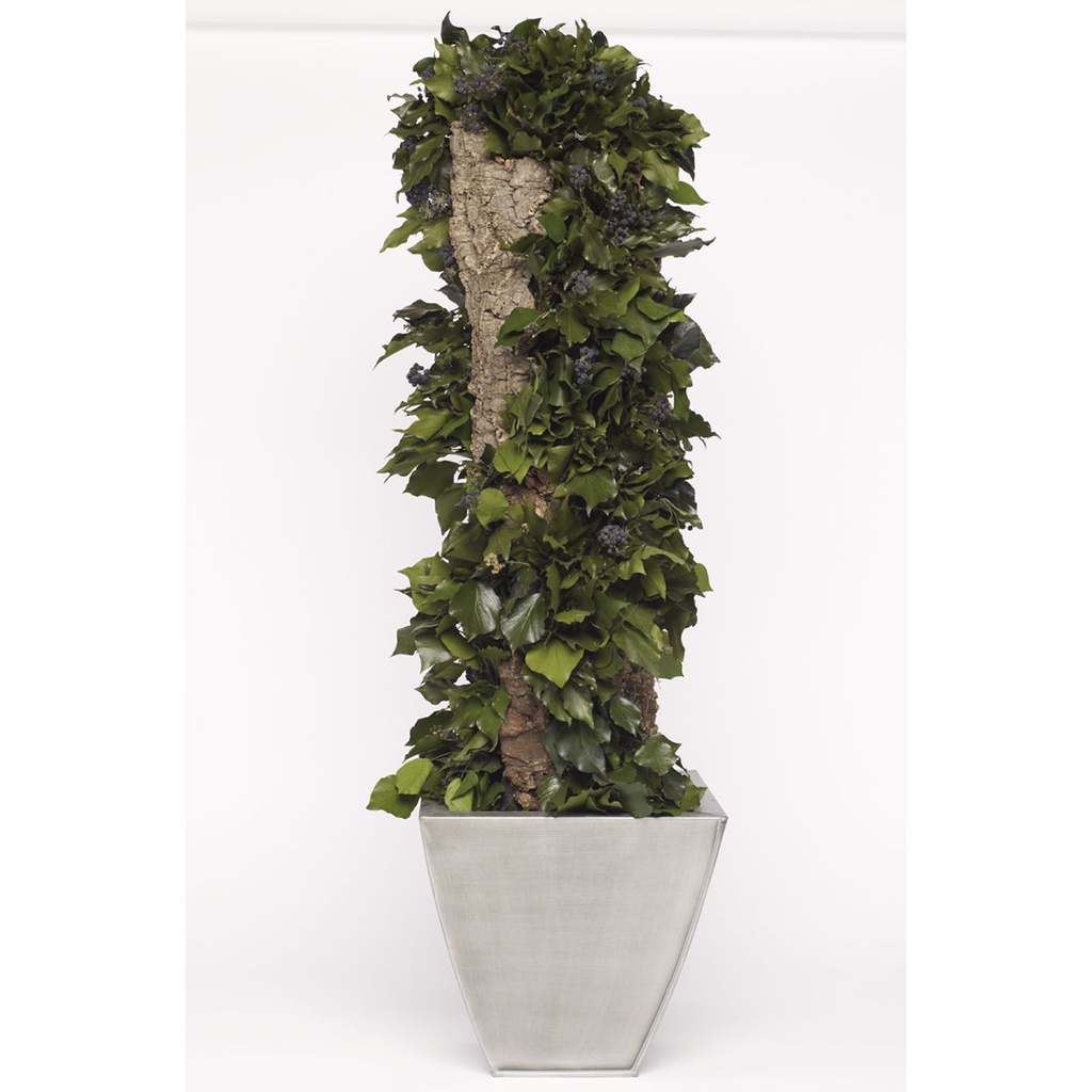T-HED10 Totem stabilisiert Grün Ivy Höhe 1,0 m