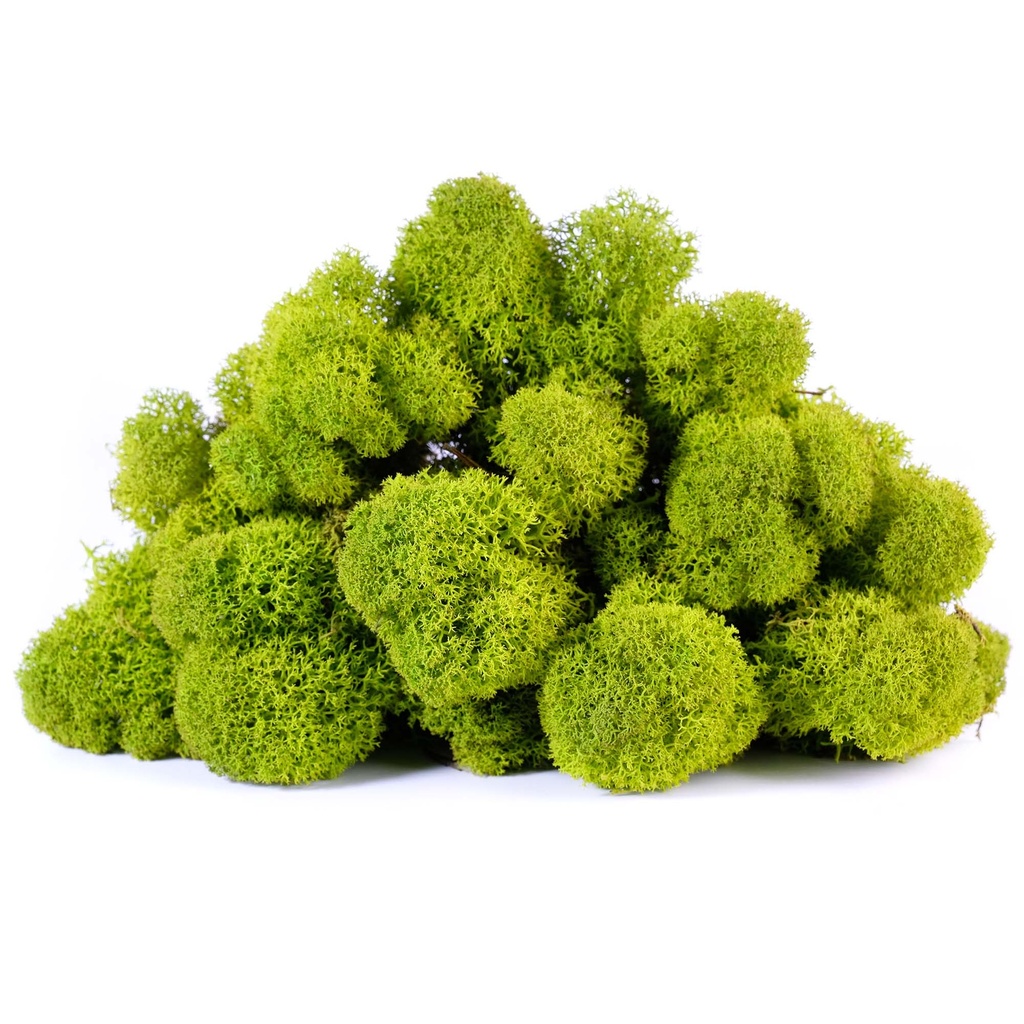 LIR/4055 Lichen stabilisée Vert Citron Box 4 kg