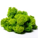 LIR/4040 Lichen stabilisée Vert Pomme Box 4 kg