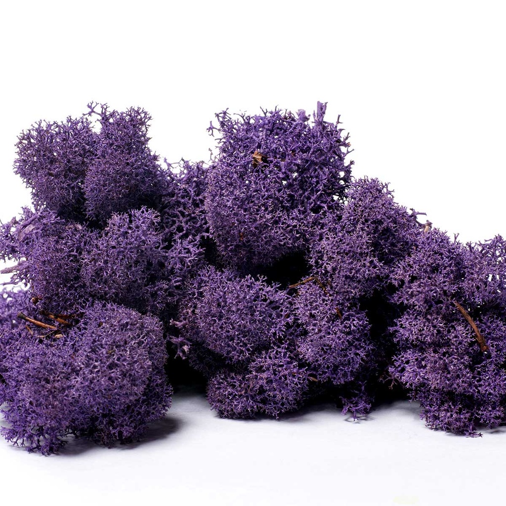 LIR/4067 Lichen stabilisée Violet Box 4 kg