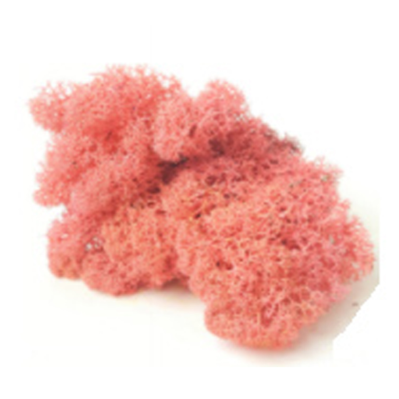 LIR/4062 Lichen stabilisée Rose Box 4 kg