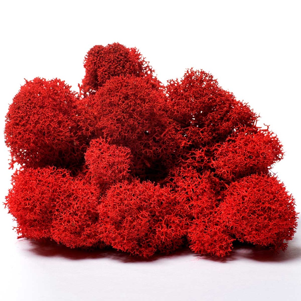 LIR/0557 Preserved Lichen Red - Clean - W-Box 0,5 kg