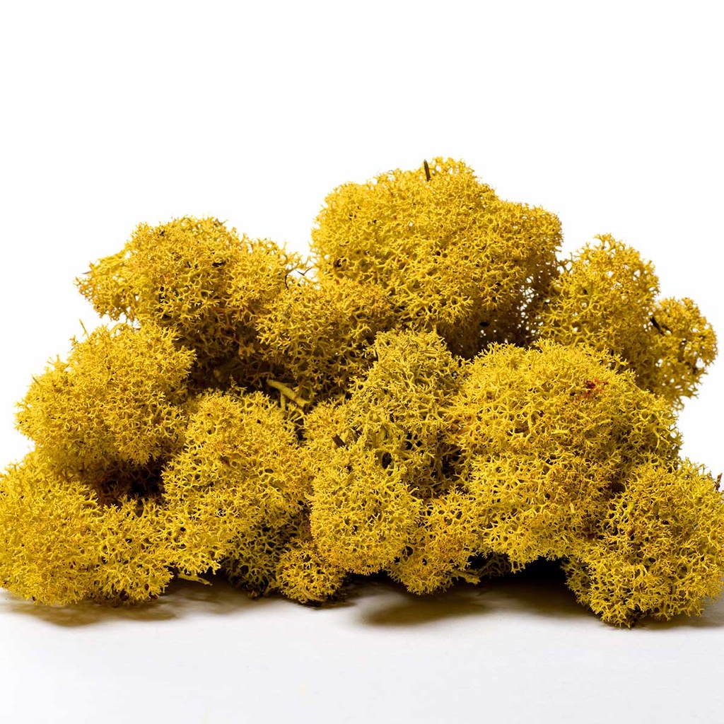 LIR/0560 Lichen stabilisée Jaune W-Box 0,5 kg