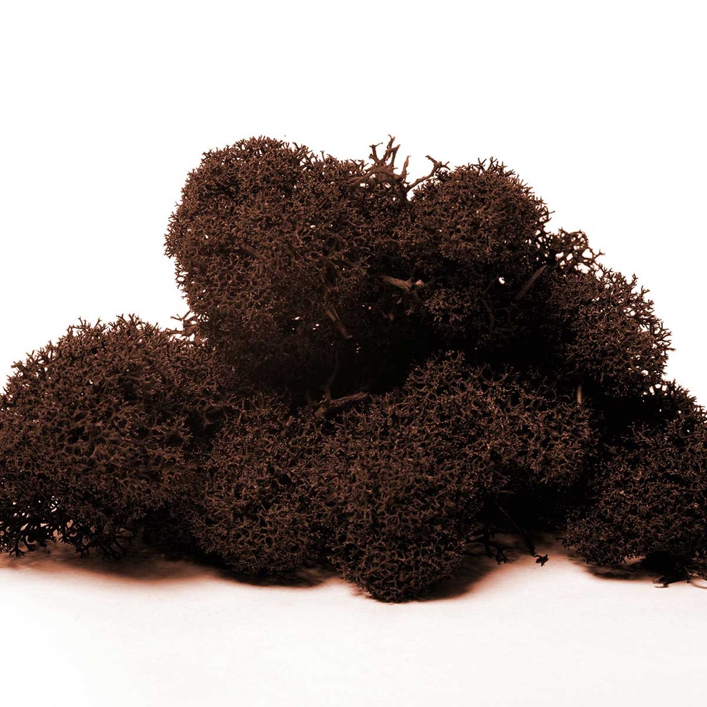 LIR/0565 Lichen stabilisée Brun W-Box 0,5 kg