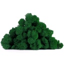 LIR/0541 Stabilisierten Islandmoos Grün Forest - Sauber - W-Box 0,5 kg