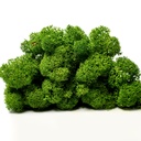 LIR/0554 Preserved Lichen Dark Green - Clean - W-Box 0,5 kg