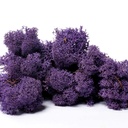 LIR/0567 Lichene stabilizzato Viola -Pulito - scatola con 0,5 kg