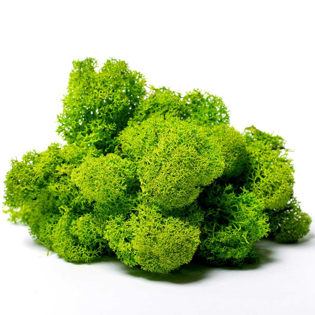 LIR/0540 Lichen stabilisée Vert Pomme W-Box 0,5 kg