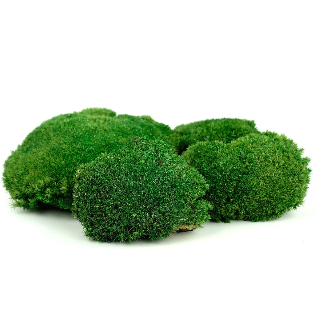 MOBS/1110 Preserved Ball Moss Forest Green - W-Box 0,2 kg