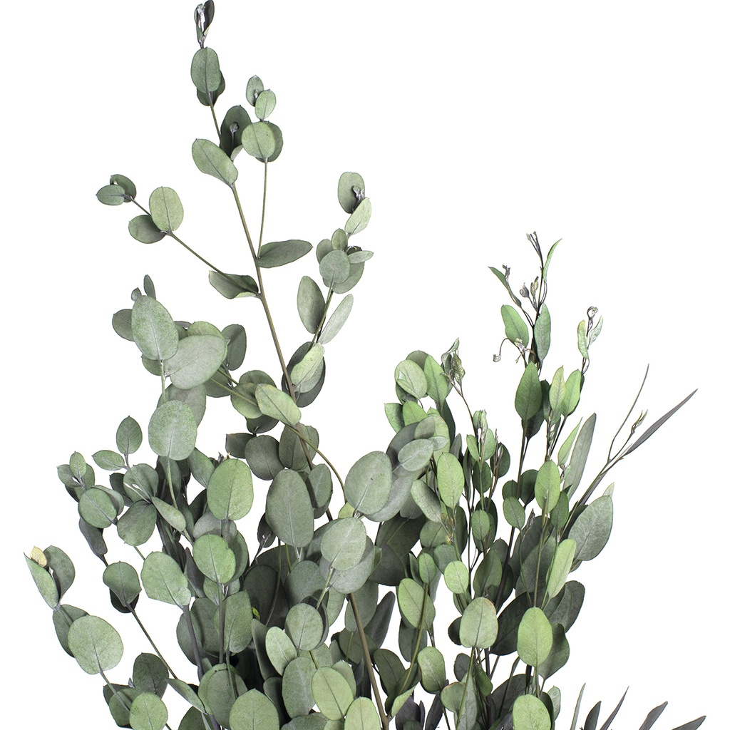 GUN/4103 Gunnii Eukalyptus stabilisierte Grün 30-60cm
