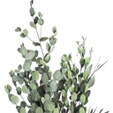GUN/4103 Gunnii Eukalyptus stabilisierte Grün 30-60cm