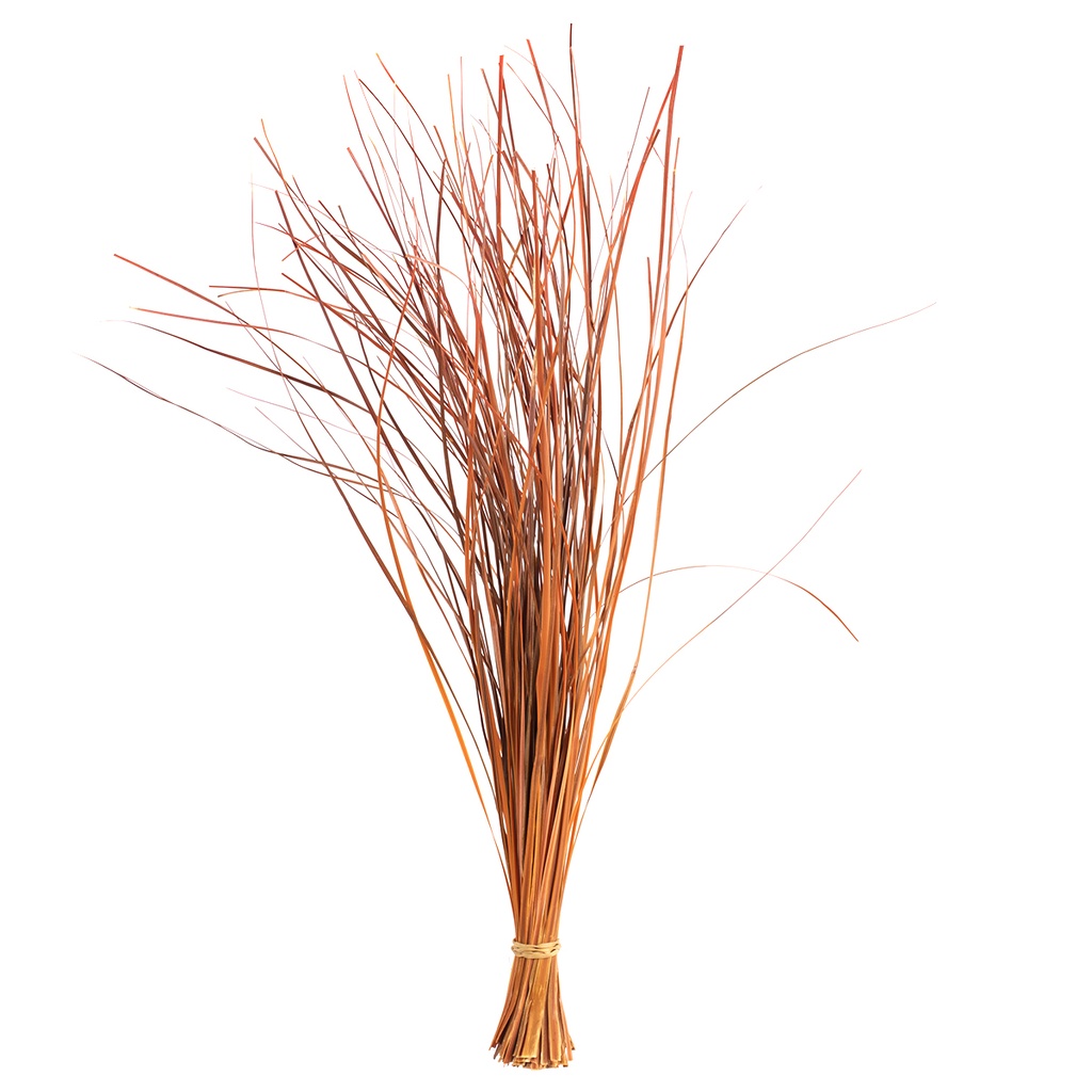 BEA/0505 Erba dell'Orso stabilizzato Arancia 50-60 cm